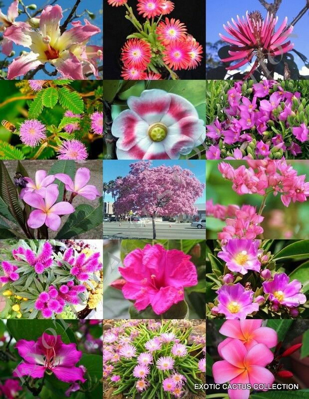 15 Seeds PINK FLOWER PLANTS MIX (Exotic garden tree fragrant bonsai bloom seed)