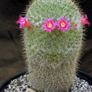 20 SEEDS RARE MAMMILLARIA COLUMBIANA (Exotic cacti pincushion cactus seed)