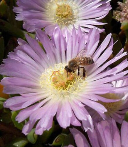 100 SEEDS Disphyma Australe (Exotic mesembs rare succulent flowering cactus seed)