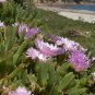 100 SEEDS Disphyma Australe (Exotic mesembs rare succulent flowering cactus seed)