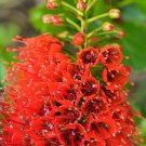 10 Seeds Greyia Sutherlandii (Rare Natal bottlebrush Tree tropical plant seed)
