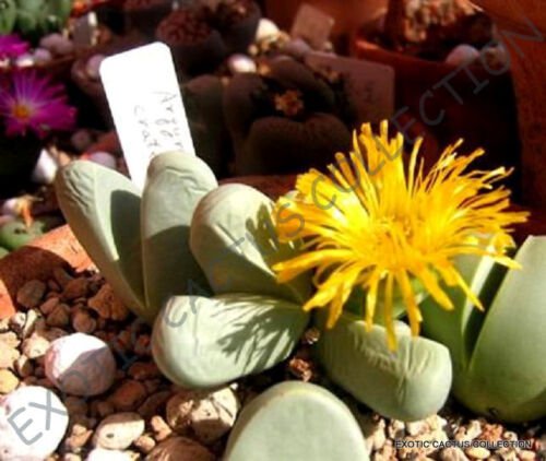 20 SEEDS RARE ARGYRODERMA CRATERIFORME (Mesembs exotic succulent cactus stones)