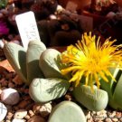 20 SEEDS RARE ARGYRODERMA CRATERIFORME (Mesembs exotic succulent cactus stones)