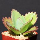 2" Pot Kalanchoe Daigremontiana (Mexican hat plant rare succulent exotic cactus cacti)