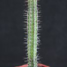 2" Pot EUPHORBIA BAHOIENSIS (Exoticrare cactus plant cacti bonsai succulent)