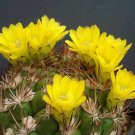 15 SEEDS Weingartia Lanata (Rare cactus seed cacti agave)