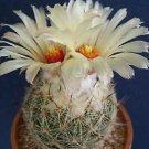 50 SEEDS Coryphantha Reduncispina (Exotic succulent cacti rare bonsai cactus seed)