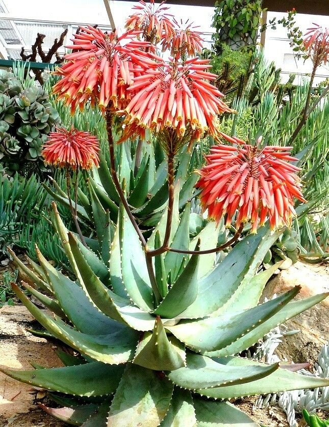 30 SEEDS Aloe Comptonii Mitriformis (Exotic color succulent rare cactus red seed)