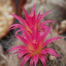10 SEEDS Neoporteria Nidus (Rare cactus cacti agave seed)