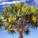 50 SEEDS Aloe Dichotoma (Exotic quiver tree big succulent rare desert plant seed)