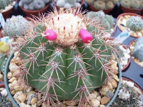 100 SEEDS Melocactus Oreas (Cacti rare cactus seed agave)