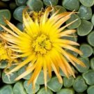 50 SEEDS Fenestraria Rhopalophylla (Exotic baby toes ice plant seed living rock)