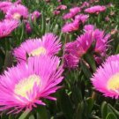50 SEEDS Carpobrotus Edulis (Rare mesembryanthemum exotic succulent mesembs seed)