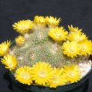 25 SEEDS Parodia Aureispina (Cacti rare aloe cactus seed)