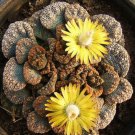 15 SEEDS Titanopsis Calcarea (Rare living stones mesembs succulent ice plant seed)