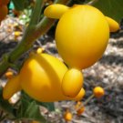 25 SEEDS NIPPLEFRUIT Exotic Solanum Mammosum Titty (Rare Fruit cow's udder seed)