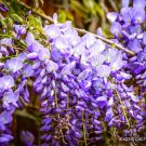 10 SEEDS WISTERIA SINENSIS Chinese (Rare flowering purple climbing vine seed) 10 SEEDS WISTERIA SINENSIS Chinese (Rare flowering purple climbing vine seed)