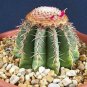 100 SEEDS RARE MELOCACTUS CONOIDEUS (Exotic flowering cactus cacti succulent seed)