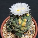 25 SEEDS Thelocactus Hexaedrophorus VARIEGATED (Exotic cactus cacti rare seed)