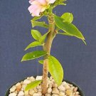 4" Pot Pereskia Grandifolia (Exotic rare succulent cacti bonsai caudex plant cactus)