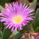 20 SEEDS Carpobrotus Aequilaterus (Rare mesembryanthemum exotic mesembs seed)