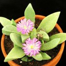 15 SEEDS CEROCHLAMYS PACHYPHYLLA (Rare plant exotic living stones succulent seed)