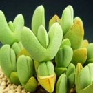 15 SEEDS Antimima Turneriana (Exotic ice plant rare ruschia cactus mesembs seed)