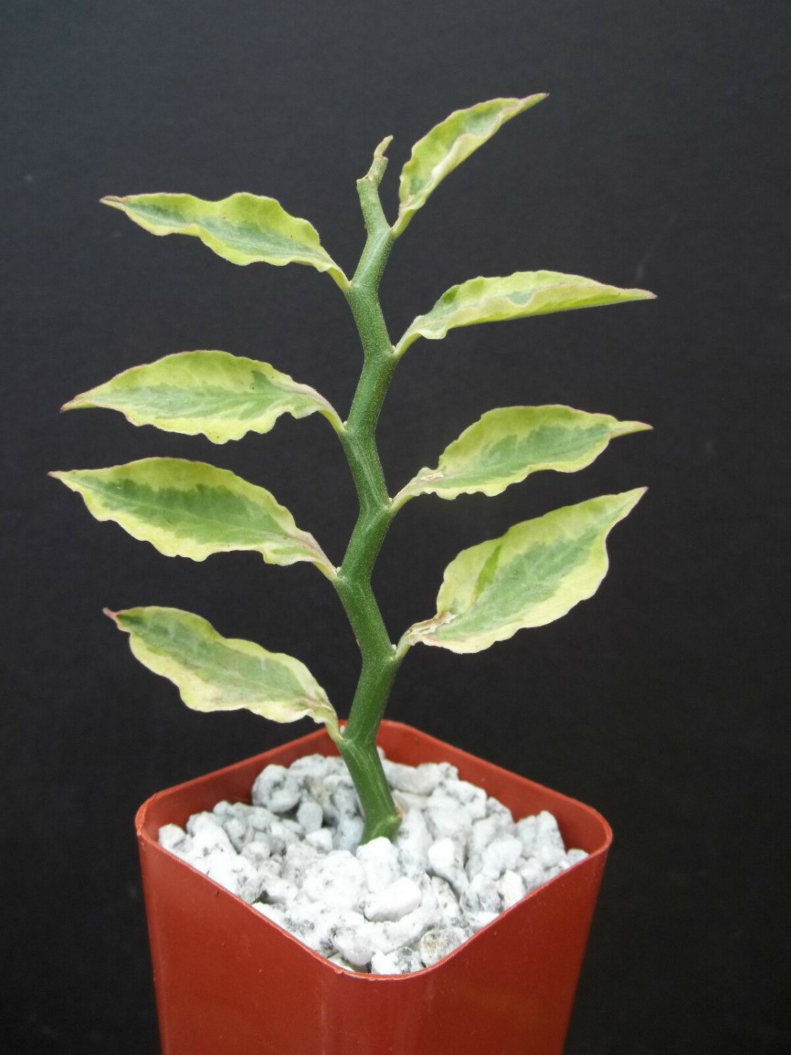 2" POT PEDILANTHUS TITHYMALOIDES CUCULLATUS YELLOW VARIEGATED Exotic Rare Plant