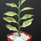 2" POT PEDILANTHUS TITHYMALOIDES CUCULLATUS YELLOW VARIEGATED Exotic Rare Plant