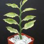 2" POT PEDILANTHUS TITHYMALOIDES CUCULLATUS YELLOW VARIEGATED Exotic Rare Plant