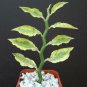 2" POT PEDILANTHUS TITHYMALOIDES CUCULLATUS YELLOW VARIEGATED Exotic Rare Plant