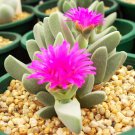 20 SEEDS Cheiridopsis Purpurea (Rare mesembs living stones exotic cactus seed)