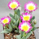20 SEEDS Cheiridopsis Schlechteri (Rare mesembs living stones exotic cactus seed)