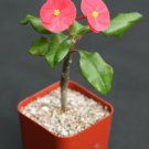2" Pot Euphorbia Geroldii (Exotic rare monadenium cacti caudex indoor aloe bonsai)