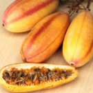 25 SEEDS Banana Passionfruit PASSIFLORA MOLLISSIMA