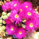 50 SEEDS ARGYRODERMA SUBALBUM (Rare mesembs exotic succulent cactus seed stones) 50 SEEDS ARGYRODERMA SUBALBUM (Rare mesembs exotic succulent cactus seed stones)