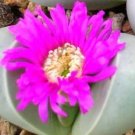 50 SEEDS ARGYRODERMA RINGENS (Rare mesembs exotic succulent cactus seed stones) 50 SEEDS ARGYRODERMA RINGENS (Rare mesembs exotic succulent cactus seed stones)