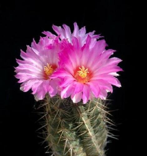 10 SEEDS Thelocactus Bicolor Bolaensis (Exotic flowering cactus cacti rare seed)