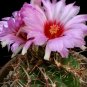 10 SEEDS Thelocactus Bicolor Bolaensis (Exotic flowering cactus cacti rare seed)