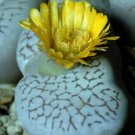 50 SEEDS Dinteranthus Vanzylii (Exotic livin stones cacti rare mesembs cacti seed)