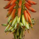 10 SEEDS RARE ALOE GARIEPENSIS (Exotic cacti xeriscaping succulent agave cactus)