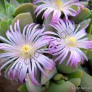 20 SEEDS RARE GIBBAEUM VELUTINUM (Exotic succulent ice living rocks mesembs seed)