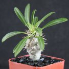2" Pot Pachypodium Lamerei (Rare madagascar palm plant cactus cacti caudex bonsai)