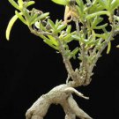 50 SEEDS Mestoklema Macrorrhizum (Rare mesemb cacti seed)