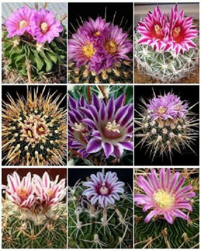 25 SEEDS STENOCACTUS VARIETY MIX (Brain cactus rare echinofosulocactus semi seed)