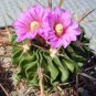 25 SEEDS STENOCACTUS VARIETY MIX (Brain cactus rare echinofosulocactus semi seed)