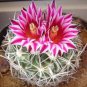 25 SEEDS STENOCACTUS VARIETY MIX (Brain cactus rare echinofosulocactus semi seed)
