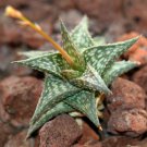 2" PLANT RARE ALOE DESCOINGSII (Succulent exotic cactus cacti agave haworthia) 2" PLANT RARE ALOE DESCOINGSII (Succulent exotic cactus cacti agave haworthia)