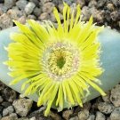 20 SEEDS Argyroderma Crateriforme (Mesembs exotic succulent cactus seed stones)