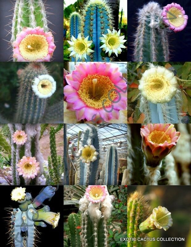 20 SEEDS FLOWERING PILOSOCEREUS (Variety mix rare columnar cacti exotic ...